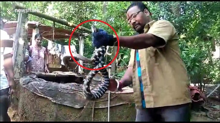 Clip: Loài rắn lạ bí ẩn ở ngôi làng Ấn Độ khiến giới chuyên gia bối rối