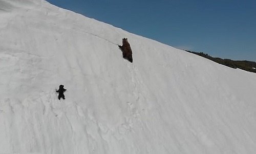 Gấu con leo đỉnh núi tuyết cao vút gây bão mạng