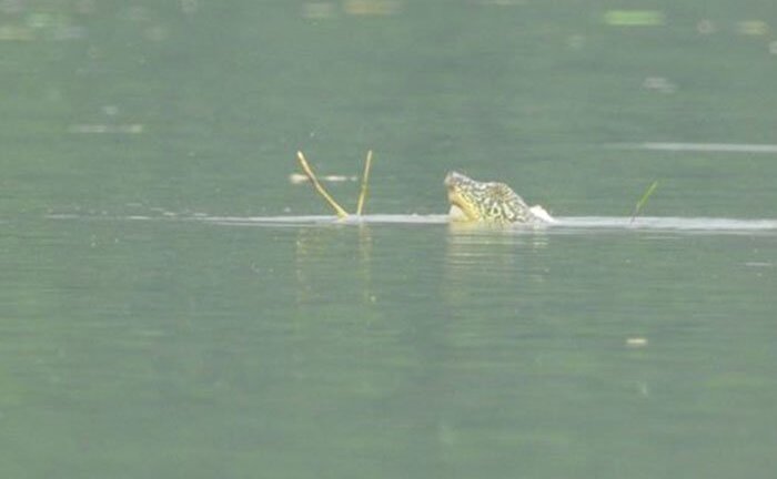 Có nhiều hơn một rùa Hoàn Kiếm ở hồ Đồng Mô?