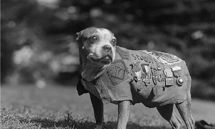 Ảnh: Những chiến khuyển anh hùng trong Thế chiến I