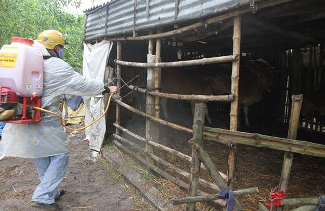 Việt Nam sản xuất thành công vacxin chống lở mồm long móng