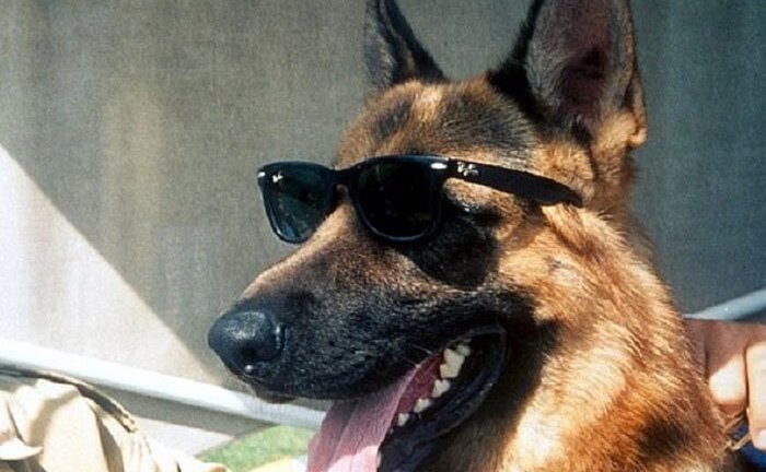 Ảnh: Những con vật sở hữu khối tài sản kếch xù