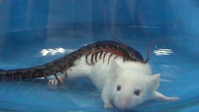 Rợn người clip rết phóng nọc độc, giết chết chuột trong 30 giây