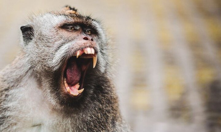 Khỉ nuôi cắn nát tay người phụ nữ