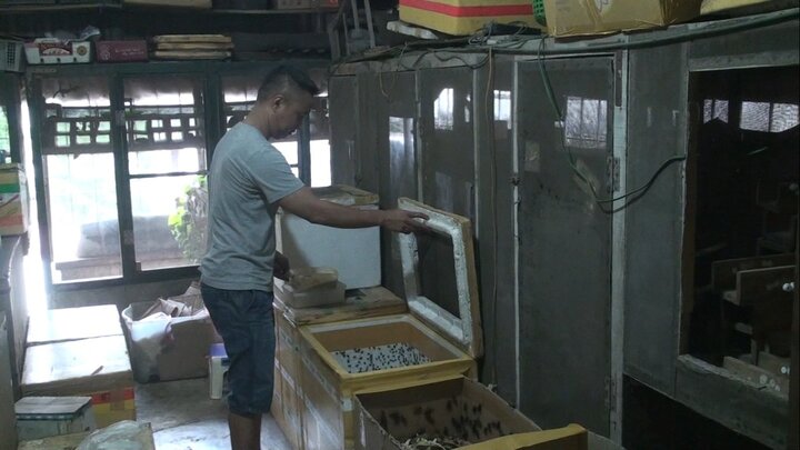 Nuôi côn trùng trên tầng thượng, lãi hơn 100 triệu đồng/tháng