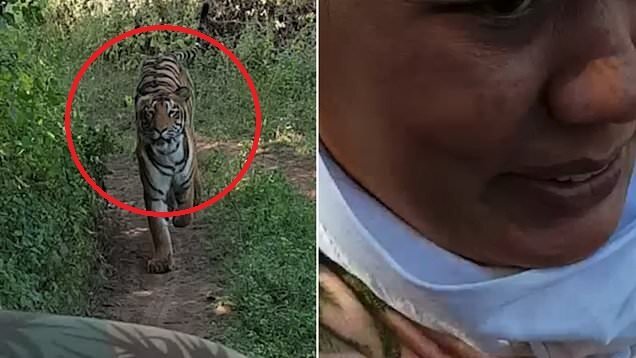 Clip: Bị hổ rượt đuổi ráo riết, du khách hoảng sợ chạy thục mạng