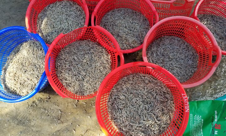 Gần 1 triệu con tôm chết bất thường ở Quảng Nam