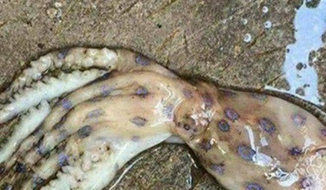 Sự thật loài mực cực độc, cắn chết người sau 20 phút ở Phú Quốc