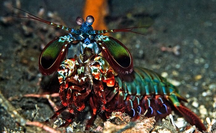 Video: Loài vật có cú đấm uy lực nhất đại dương