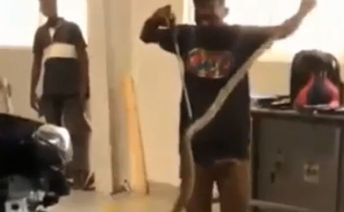 Rắn hổ mang gần 2 mét trốn trong khoang động cơ ô tô