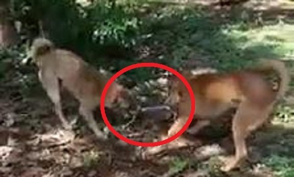 Clip: Chó nhà lao vào xâu xé, cắn đứt đôi rắn hổ ngựa