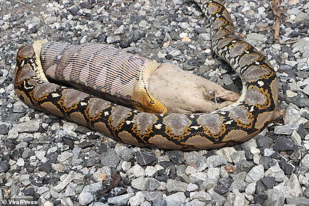 Trăn lẻn vào nhà dân nuốt chửng chó rồi nôn trả nguyên con