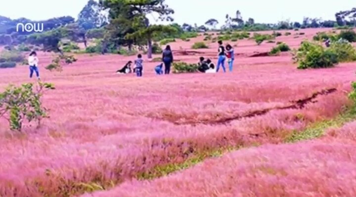 Video: Chiêm ngưỡng đồi cỏ hồng bạt ngàn, đẹp huyền ảo ở Tây Nguyên