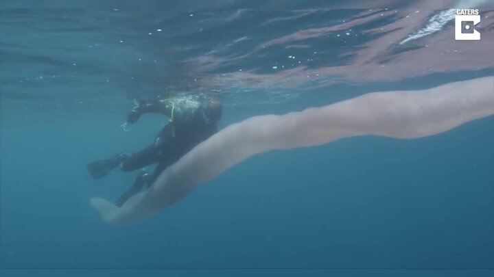 Clip: Sinh vật bí ẩn dài 8m dưới biển sâu khiến thợ lặn choáng váng