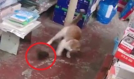 Clip: Chuột hung hăng rượt mèo chạy té khói