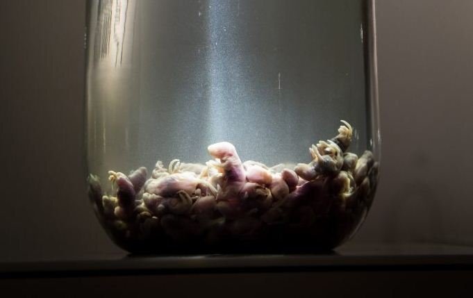 Khóc thét với những món ăn 'kinh dị' nhất thế giới