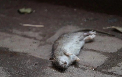 Người thứ hai trên thế giới nhiễm viêm gan E từ chuột là một phụ nữ