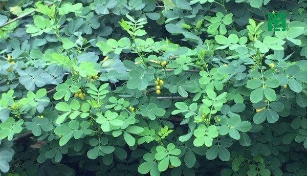 Tự đun lá cây lạ uống chữa bệnh, vợ chết, chồng nguy kịch