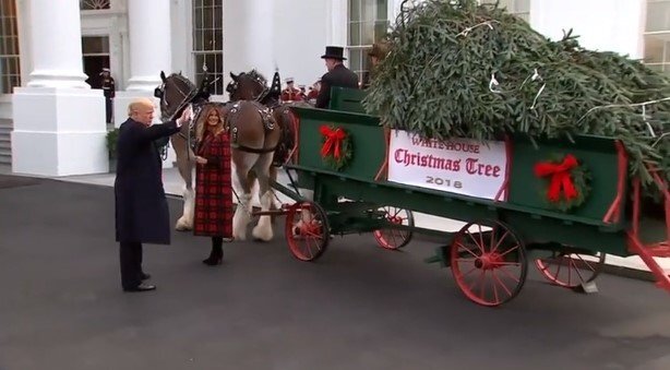Clip: Chủ trang trại mang cây thông giáng sinh cao 6 m tặng vợ chồng Trump tại Nhà Trắng