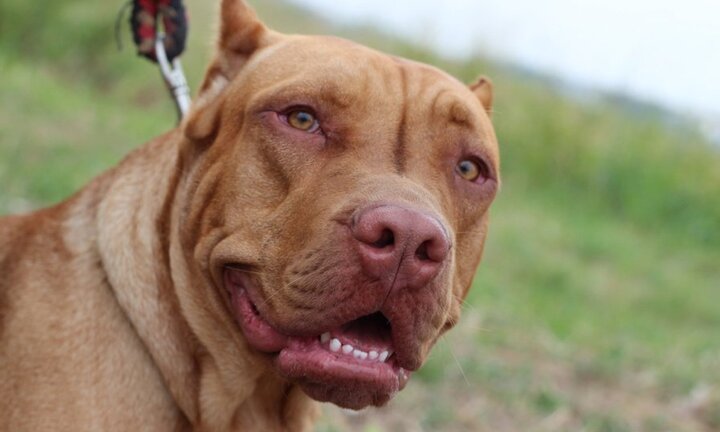 Kinh hoàng chó nhà nửa đêm trèo vào cũi cắn chết bé gái 5 ngày tuổi ở Mỹ