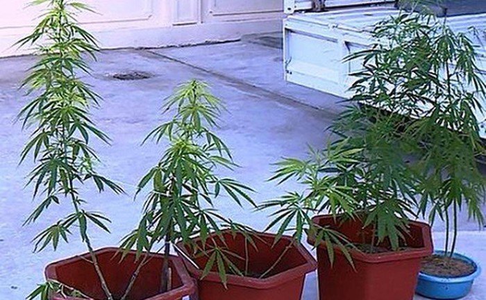 Bắt 'con nghiện' trồng cần sa tại nhà để sử dụng