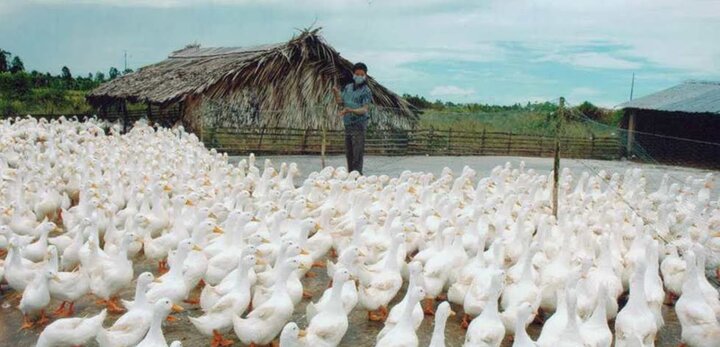 Trứng vịt chuẩn VietGap đầu tiên của Việt Nam có gì đặc biệt?