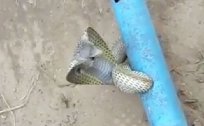 Rắn hổ mang dài 1,2 mét mắc kẹt trong ống sắt