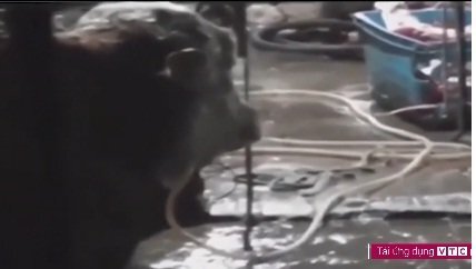 Clip: Kinh hãi gian thương bơm nước vào mũi bò suốt 12 giờ để tăng trọng lượng