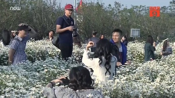 Choáng váng cảnh chen chúc chụp ảnh với cúc họa mi ở Hà Nội