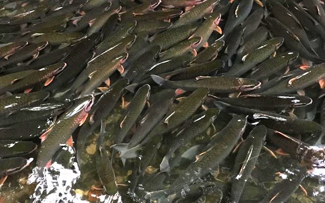 Kỳ bí suối nước trong vắt, cá lúc nhúc giữa rừng thẳm Sơn La