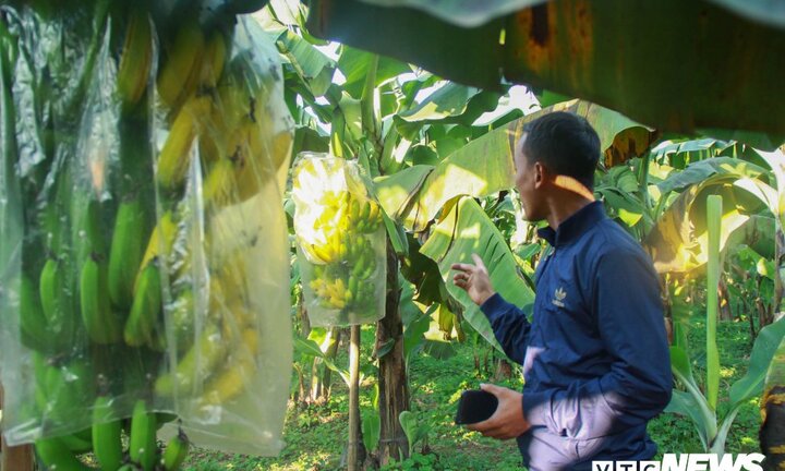 Video: Hàng nghìn buồng chuối nghi bị phun thuốc ép chín, nông dân mất trắng nửa tỷ đồng