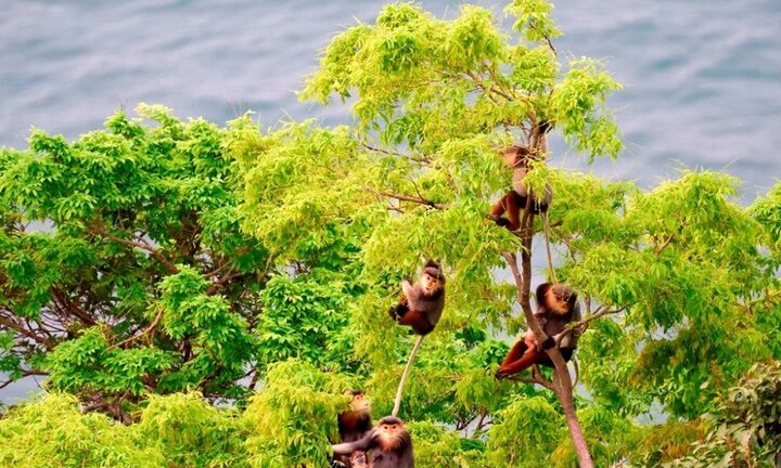 Đà Nẵng bàn giao voọc chà vá chân nâu cho Thảo Cầm Viên Sài Gòn