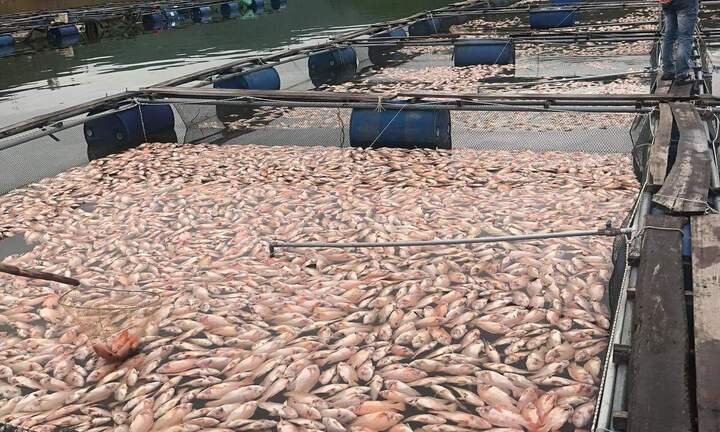 Hơn 50 tấn cá chết sau một đêm ở Quảng Nam