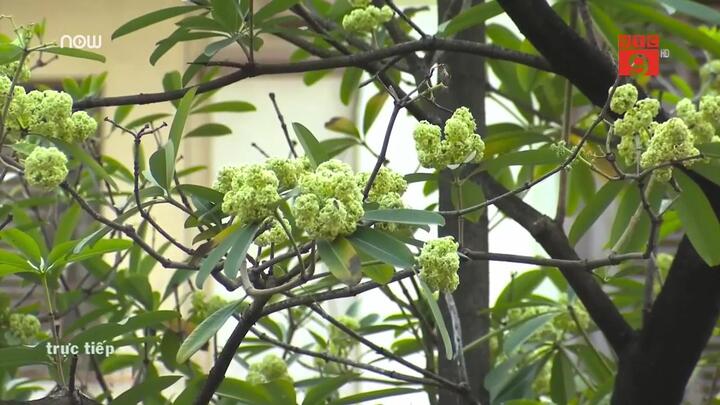 Cách 500 m lại có 1 cây, hoa sữa đang 'tra tấn' người Hà Nội