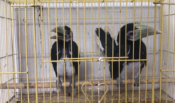 Chim Cao cát bị giám đốc doanh nghiệp giết thịt có giá trị thế nào?