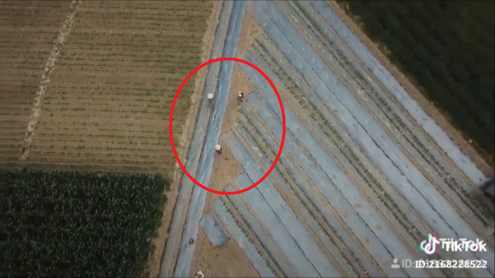 Thấy chiếc flycam bay lơ lửng trên đầu, 3 bác nông dân lập tức bỏ chạy