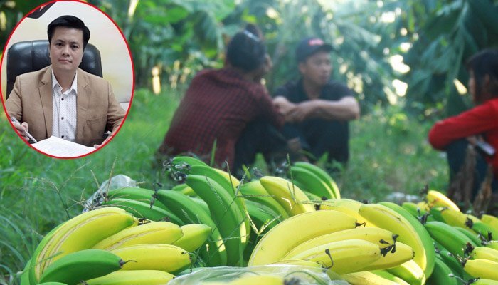 Hơn 2.000 buồng chuối tiêu hồng nghi bị phun thuốc ép chín ở Hà Nội, luật sư: 'Cần khởi tố vụ án'