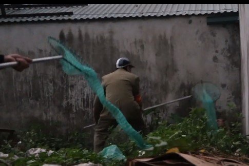 Video: Pha luồn lách như phim hành động của đội bắt chó thả rông ở Hà Nội