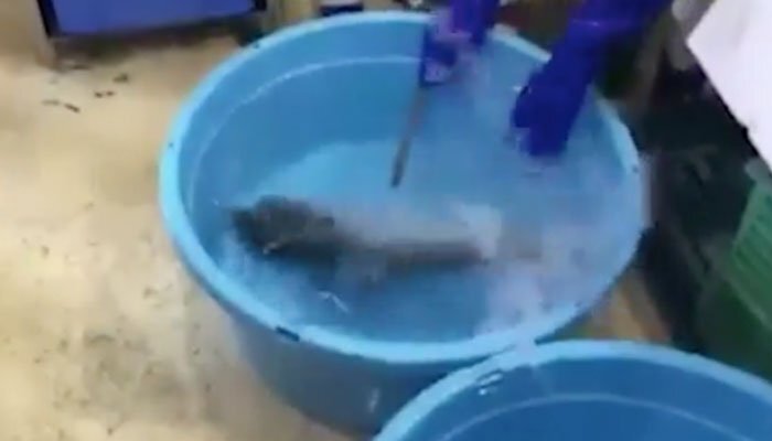 Video: Cá ướp lạnh đông cứng hồi sinh trong nháy mắt