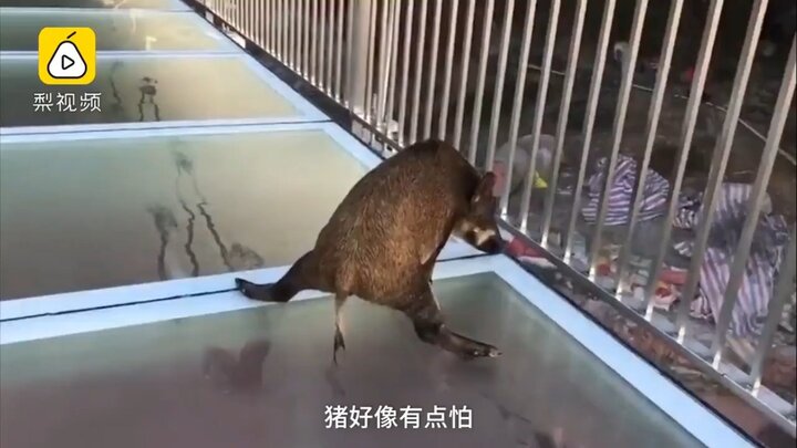 Quá ham chơi, heo rừng con chạy lạc lên cầu kính nổi tiếng ở Trung Quốc