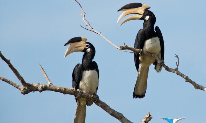 Tung ảnh thịt chim hoang dã gây phẫn nộ dân mạng: Chi cục Kiểm lâm Tây Ninh thông tin bất ngờ