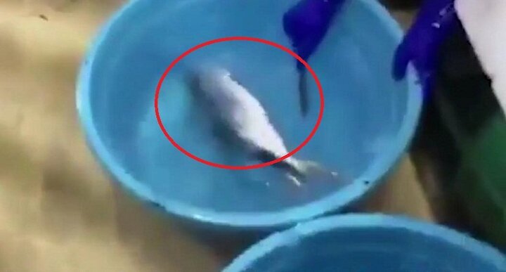Clip: Kinh ngạc cá ướp lạnh đông cứng 'hồi sinh' sau 2 giây thả vào chậu nước
