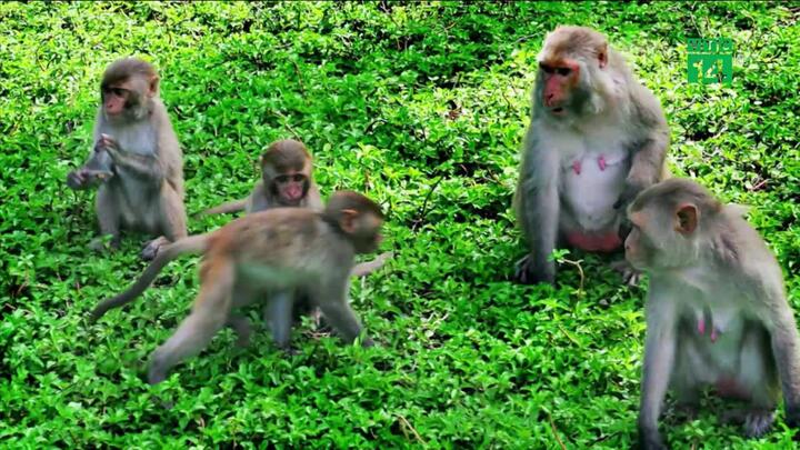 Đàn khỉ trăm con xuống núi phá hoa màu, dân Quảng Ngãi khốn đốn