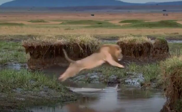 Lao vào bầy 20 con linh cẩu, sư tử suýt mất mạng