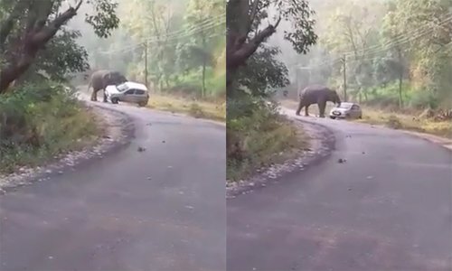 Đang đi vào rừng, voi bất ngờ nổi giận lật nghiêng ô tô trên đường cao tốc Ấn Độ