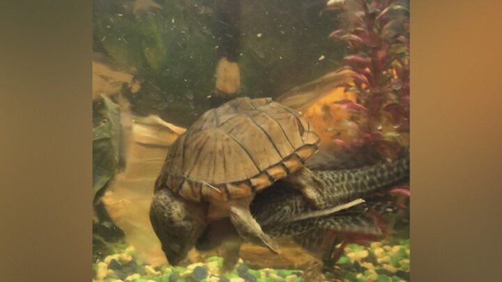 Cá 'phát cáu' khi bị rùa cưỡi trên lưng không chịu buông