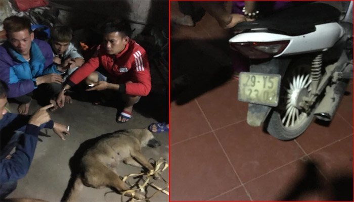 Đánh bả trộm chó, 3 'cẩu tặc' bị dân phục kích bắt giữ