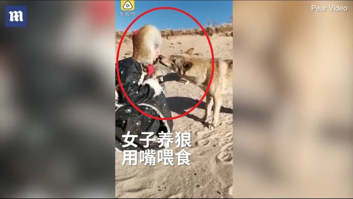 Clip: Cô gái xinh đẹp dùng miệng mớm thức ăn cho 8 con chó sói