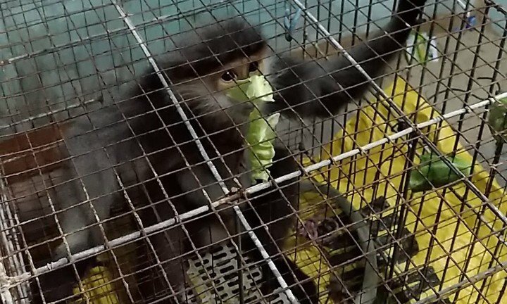 Voọc chà vá leo lên cao tốc Đà Nẵng – Quảng Ngãi