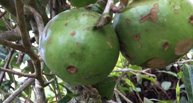 Choáng ngợp giữa ‘khu rừng báu vật’ chè hoang khổng lồ ngàn năm tuổi ở Tây Côn Lĩnh